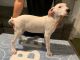 Argentine Dogo Puppies for sale in San Antonio, TX, USA. price: $750