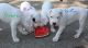 Argentine Dogo Puppies for sale in Medford, OR, USA. price: NA