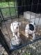 Argentine Dogo Puppies for sale in San Antonio, TX, USA. price: NA