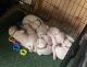Argentine Dogo Puppies for sale in Long Beach, CA, USA. price: NA