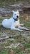 Argentine Dogo Puppies for sale in Philadelphia, PA, USA. price: NA