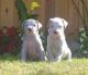 Argentine Dogo Puppies for sale in Honolulu, HI, USA. price: NA