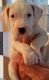 Argentine Dogo Puppies for sale in Detroit, MI, USA. price: NA