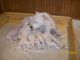 Argentine Dogo Puppies for sale in Erie, PA, USA. price: $1,500