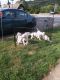Argentine Dogo Puppies for sale in Oil City, PA 16301, USA. price: $1,200
