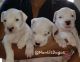 Argentine Dogo Puppies for sale in Suffolk County, NY, USA. price: NA