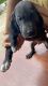 Ariege Pointer Puppies for sale in Nurpur, Himachal Pradesh, India. price: 6500 INR