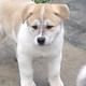 Ariegeois Puppies for sale in Washington, DC, USA. price: NA