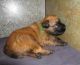 Ariegeois Puppies for sale in Los Angeles, CA, USA. price: NA