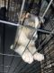 Ariegeois Puppies for sale in 1312 Park Trail Run, Houston, TX 77019, USA. price: NA
