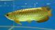 Arowana Fishes for sale in FL-436, Casselberry, FL, USA. price: NA