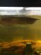 Arowana Fishes for sale in Conyers, GA 30012, USA. price: NA
