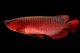 Arowana Fishes for sale in Texas Rd, Marlboro, NJ, USA. price: NA