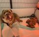 Artois Hound Puppies for sale in Love Field, Dallas, TX 75235, USA. price: $300