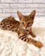 Ashera Cats for sale in Chicago, IL 60602, USA. price: $110,000