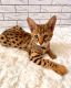 Ashera Cats for sale in Los Angeles County, CA, USA. price: NA