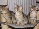 Ashera Cats for sale in Orlando, FL, USA. price: NA