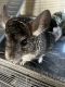 Ashy Chinchilla Rat Rodents for sale in Reno, NV, USA. price: NA