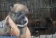 Askal Puppies for sale in Atlanta, GA, USA. price: NA