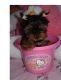 Atlas Terrier Puppies for sale in Miami, FL, USA. price: NA