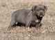Atlas Terrier Puppies for sale in Provo, UT, USA. price: NA