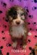 Aussie Doodles Puppies for sale in Texas Creek, CO 81223, USA. price: $2,000