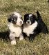 Aussie Doodles Puppies for sale in Parowan, UT 84761, USA. price: $2,000