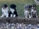 Aussie Doodles Puppies for sale in Parowan, UT 84761, USA. price: $2,000