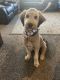 Aussie Doodles Puppies for sale in Lehi, UT, USA. price: $50