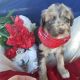 Aussie Doodles Puppies for sale in Evansville, WI 53536, USA. price: $1,000