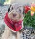 Aussie Doodles Puppies for sale in Evansville, WI 53536, USA. price: $1,000