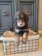 Aussie Doodles Puppies for sale in TX-29, Georgetown, TX, USA. price: NA