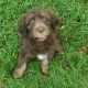 Aussie Doodles Puppies for sale in Footville, WI, USA. price: $500