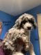 Aussie Doodles Puppies for sale in Stanford, KY 40484, USA. price: $500