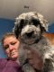 Aussie Doodles Puppies for sale in Stanford, KY 40484, USA. price: $400