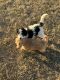 Aussie Doodles Puppies for sale in Louisville, KY, USA. price: $200