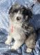 Aussie Doodles Puppies for sale in Colorado Springs, CO 80911, USA. price: $950