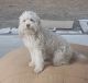 Aussie Doodles Puppies for sale in Ontario, CA, USA. price: $1,999