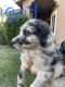 Aussie Doodles Puppies for sale in 906 Sandy Creek Ct, Perris, CA 92571, USA. price: $600