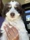 Aussie Doodles Puppies for sale in Cortez, CO 81321, USA. price: NA