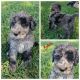 Aussie Doodles Puppies for sale in Redding, CA, USA. price: $1,500