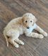 Aussie Doodles Puppies for sale in Redding, CA, USA. price: $1,200