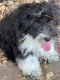Aussie Doodles Puppies for sale in Canton, TX 75103, USA. price: $300