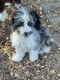 Aussie Doodles Puppies for sale in Canton, TX 75103, USA. price: $750