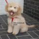 Aussie Doodles Puppies for sale in Ontario, CA, USA. price: $600