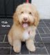 Aussie Doodles Puppies for sale in Ontario, CA, USA. price: $600