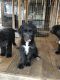 Aussie Doodles Puppies for sale in Idyllwild-Pine Cove, CA, USA. price: $300