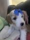 Aussie Doodles Puppies for sale in Lexington, KY, USA. price: $650