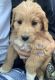 Aussie Doodles Puppies for sale in 4266 Rough Creek Rd, London, KY 40744, USA. price: $400