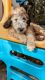 Aussie Doodles Puppies for sale in Pierceton, IN 46562, USA. price: $300